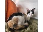 Adopt Brielle a Domestic Medium Hair, Domestic Short Hair