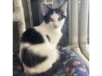 Adopt Braylie a Domestic Long Hair, Domestic Short Hair