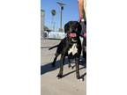 Adopt Maleah a Boxer, Labrador Retriever