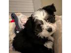 Adopt Millie 3.0 a Miniature Poodle, Australian Shepherd