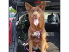 Adopt Koda a Australian Kelpie