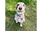 Adopt Olive a Australian Shepherd, Standard Poodle