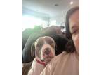 Adopt June a Pit Bull Terrier