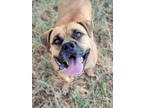 Adopt Mazie a Boxer