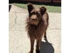 Adopt Chocolate a Terrier