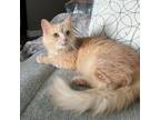 Adopt Meow Meow a Domestic Medium Hair