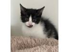 Adopt Natasha a Domestic Medium Hair