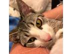 Adopt Pinky a Domestic Short Hair