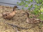 Adopt Bell / Betsy a Duck