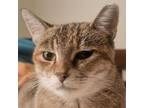 Adopt Pickles a Domestic Short Hair