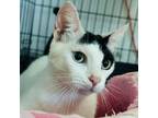 Adopt Guayaba a American Shorthair