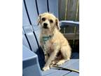 Adopt Mellie a Wire Fox Terrier, Shih Tzu