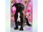 Adopt Lucy a American Staffordshire Terrier, Rat Terrier
