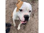 Adopt Liberty a Boxer