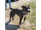 Adopt Layla a Mixed Breed
