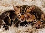 Bengal Kitten Meet The Babies And Reserve Now