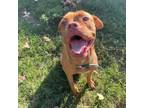 Adopt Ginny a Dogue de Bordeaux