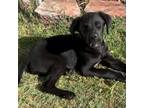 Adopt Raven a Black Labrador Retriever