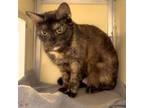 Adopt Milky Way a Domestic Medium Hair