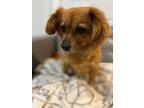 Adopt Daisy a Mixed Breed