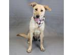 Adopt Sunni a Yellow Labrador Retriever