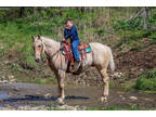 Super Nice Aqha Registered Palomino Gelding, Reining Training, Ranch Work