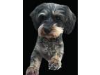 Adopt Molly a Yorkshire Terrier