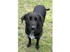 Adopt Lacy a Labrador Retriever, Retriever