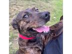 Adopt Pebbles a Tennessee Treeing Brindle