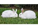 Adopt Marilyn & GiGi a Bunny Rabbit