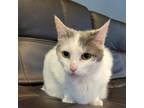 Adopt Ginger (12) a Domestic Short Hair