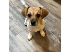 Adopt Dakota a Jack Russell Terrier
