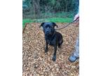 Adopt Ella a Rottweiler, Black Labrador Retriever