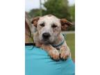 Adopt Riley a Australian Cattle Dog / Blue Heeler