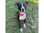 Adopt Ajani a Pit Bull Terrier