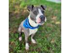 Adopt BLUEBERRY a Pit Bull Terrier