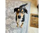 Adopt Reed a Greater Swiss Mountain Dog