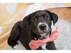 Adopt Marcel a Labrador Retriever
