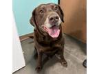 Adopt (Found) Tito a Labrador Retriever