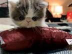 Exotic Shorthair Kittens