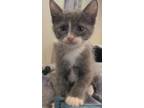 Adopt Tyson a Domestic Short Hair