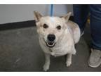 Adopt Chief a Australian Cattle Dog / Blue Heeler