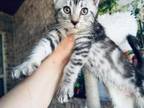 Exstremely Beautiful Savannah Coon Kitten I