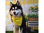 Adopt Fluffball a Husky