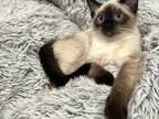 Andy 16 Week Male Ragdoll Snowshoe Kitten