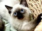 Snowdoll Ragdoll Reservations April Litter