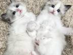 Snowdoll Ragdoll Reservations April Litter