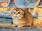 Patricia Golden Chincilla Scottish Fold Girl