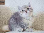 Blue Golden British Shorthair Boy Marmelad