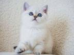 Blue Eyed Little Angel Malvina British Shorthair